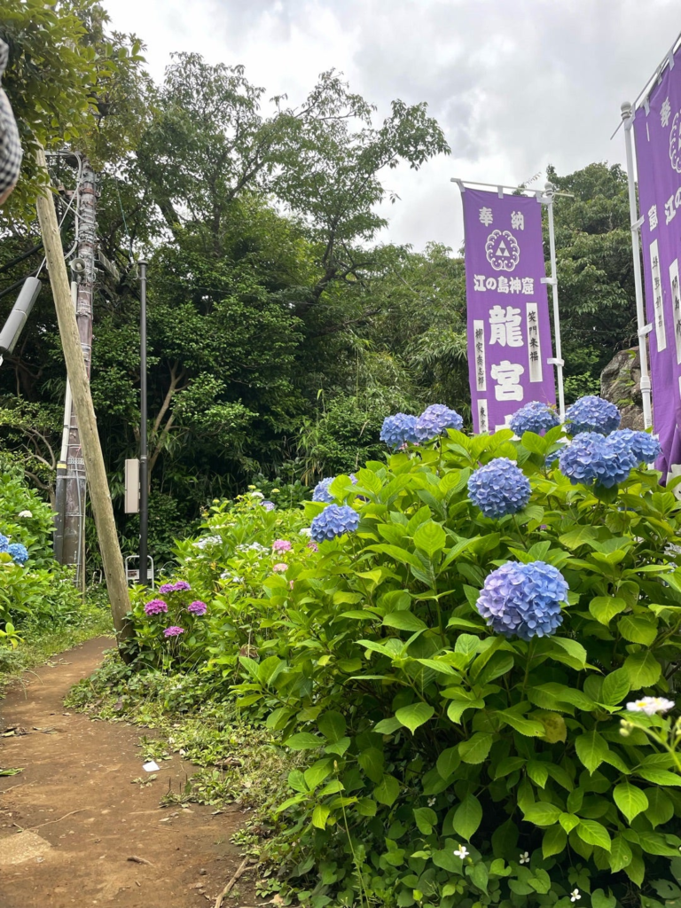 龍宮はアジサイに囲まれてい一周できる
