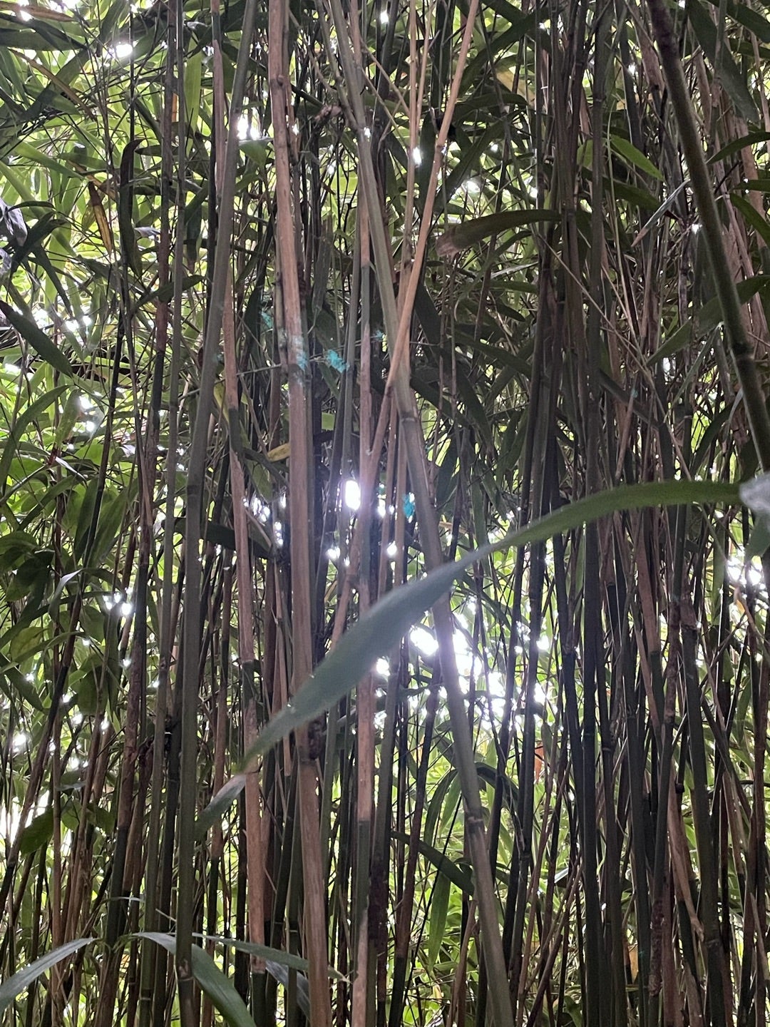 龍宮の浦の藪は龍神様の専用通路かもしれない