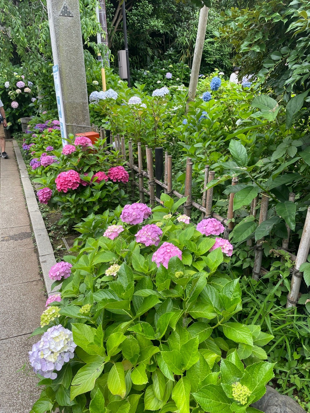 龍宮一画のアジサイは色彩豊か。楽し過ぎる一枚