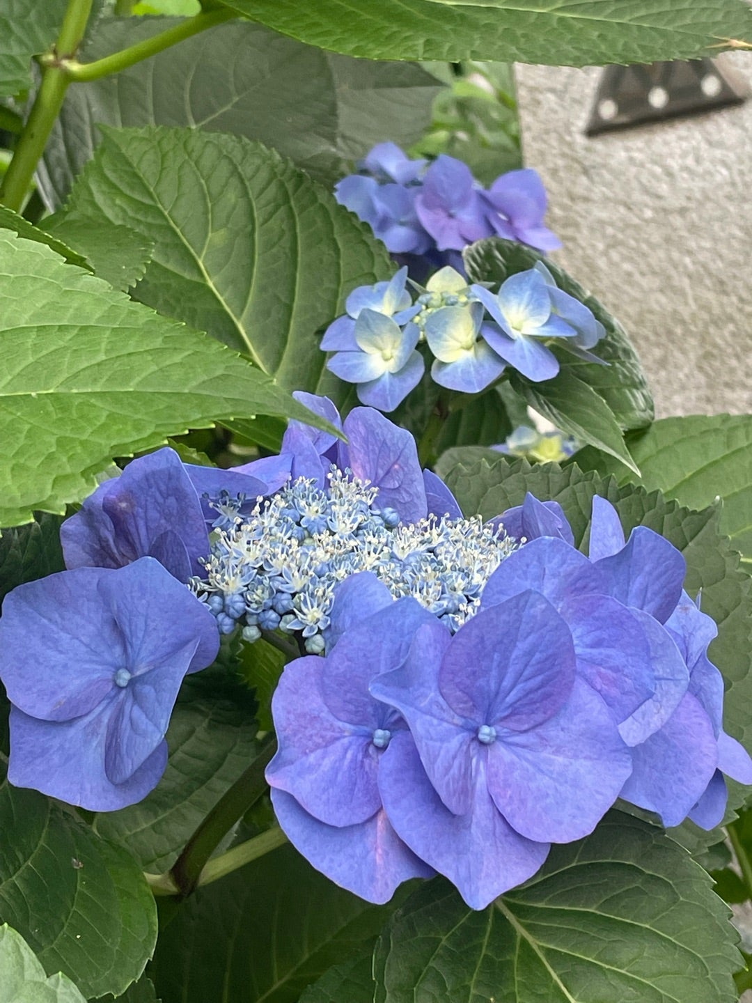 帰り道は左右にアジサイを見られる。美しいブルーのガクアジサイを発見