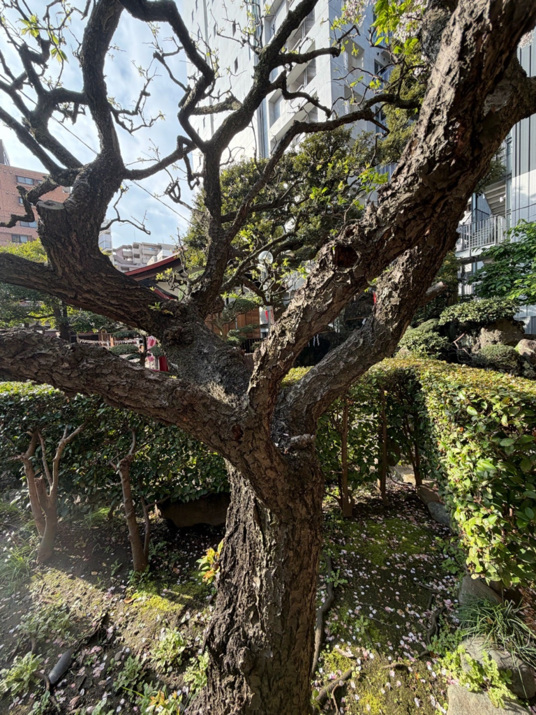 小さくて形の可愛らしい梅ノ木。参拝を始めた頃から比べて大きくなっていることに今日気付きました。