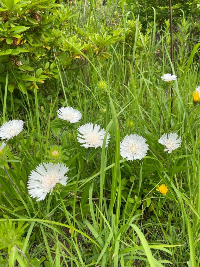 大和ごころを思い出す旅の日記