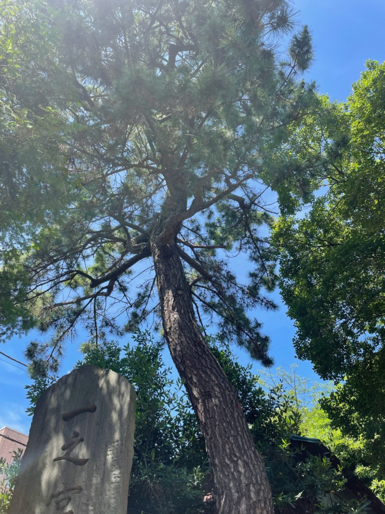 近付いて高く見上げると、首が直角に。