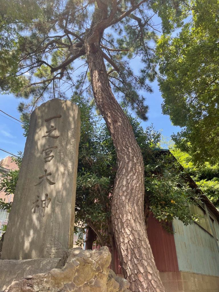 この松の木は龍神様を連想させます。