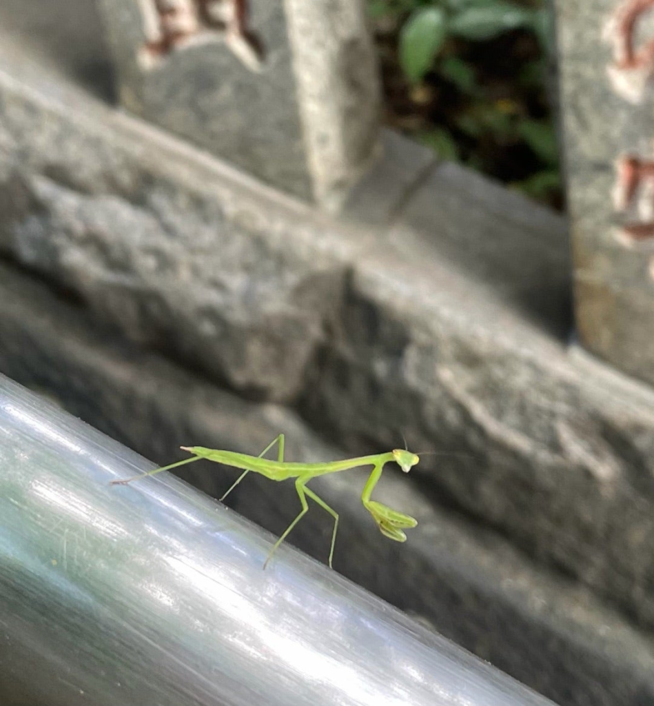 手摺にカマキリの赤ちゃんがあるいていました。目が合いました。神様の歓迎のサイン。