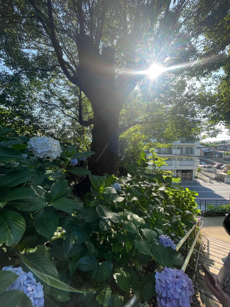 葉の隙間から西日が差し、花を所々照らしている。