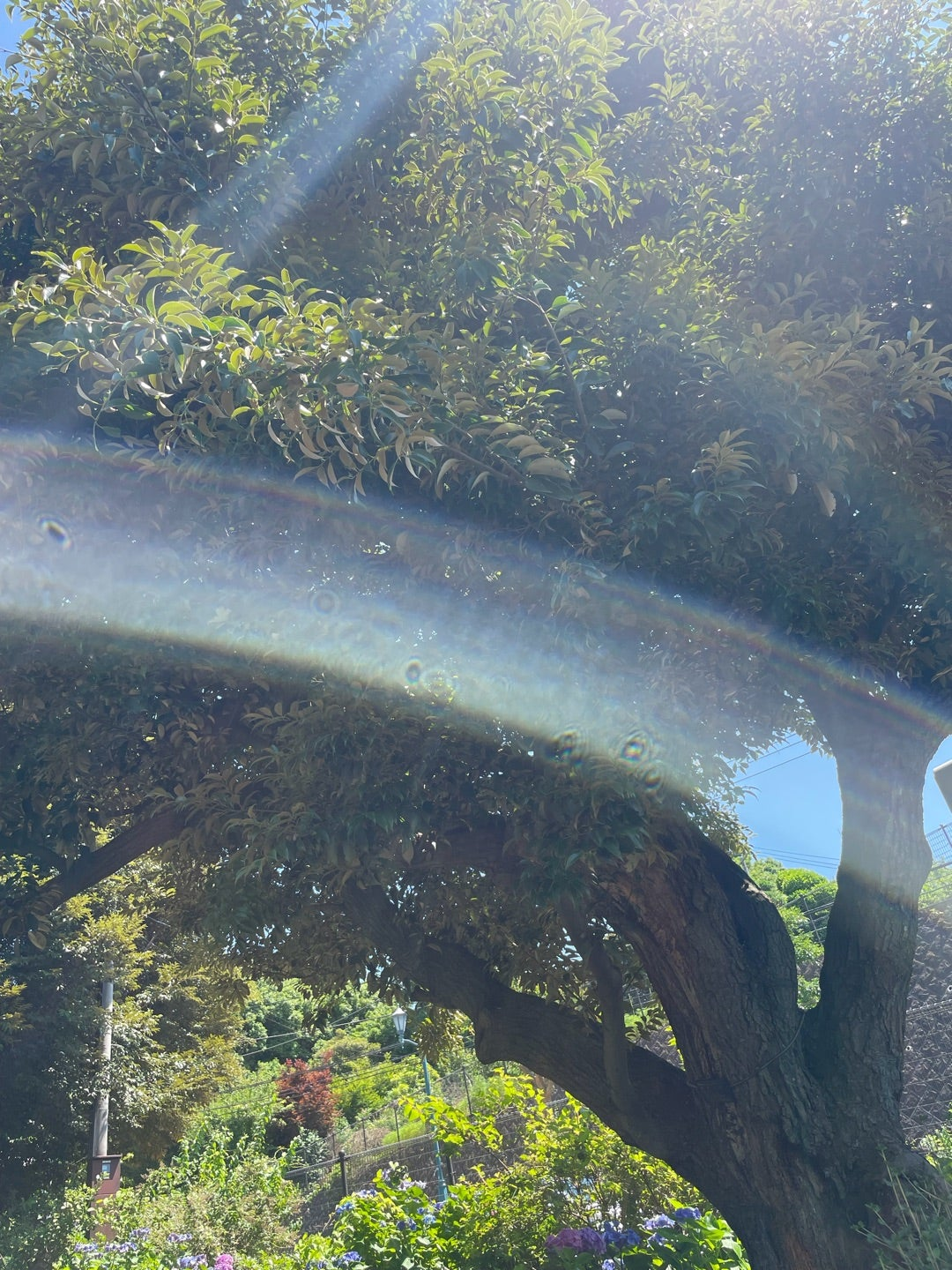 公園の正門で写った優しい龍の光
