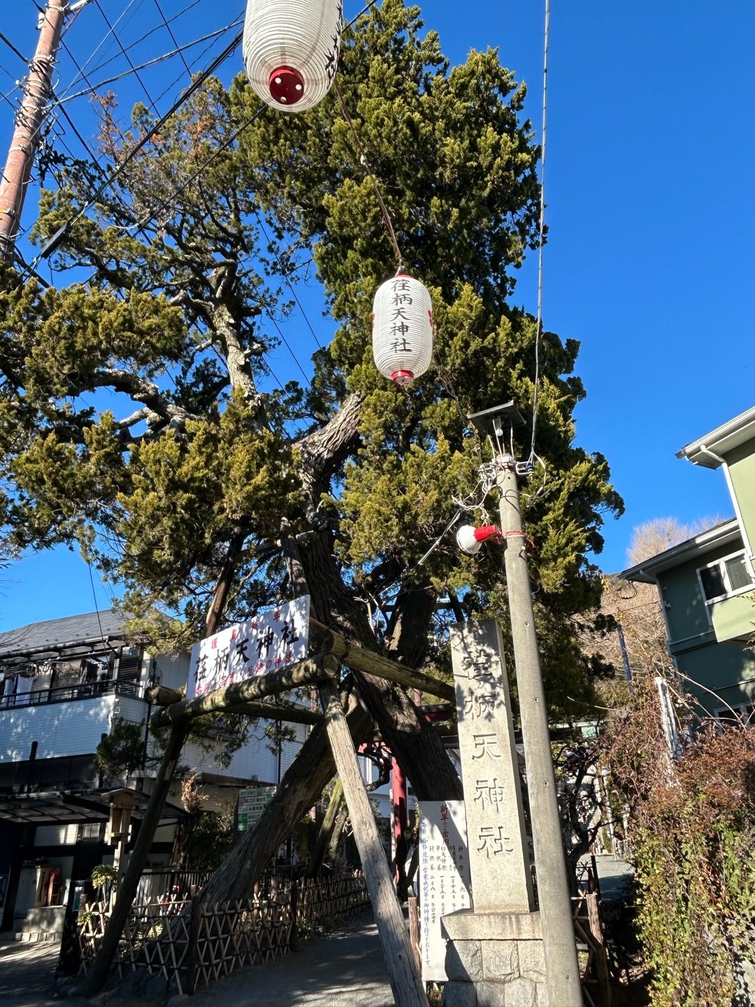 2本の交差する樹はアーチのようだ
