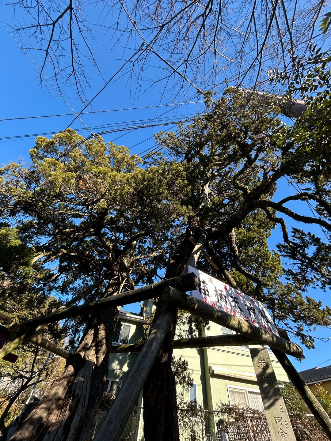 交差の理由を知りたく、樹に尋ねると雷と干潟のような水の情景を見せてくれた古木2本