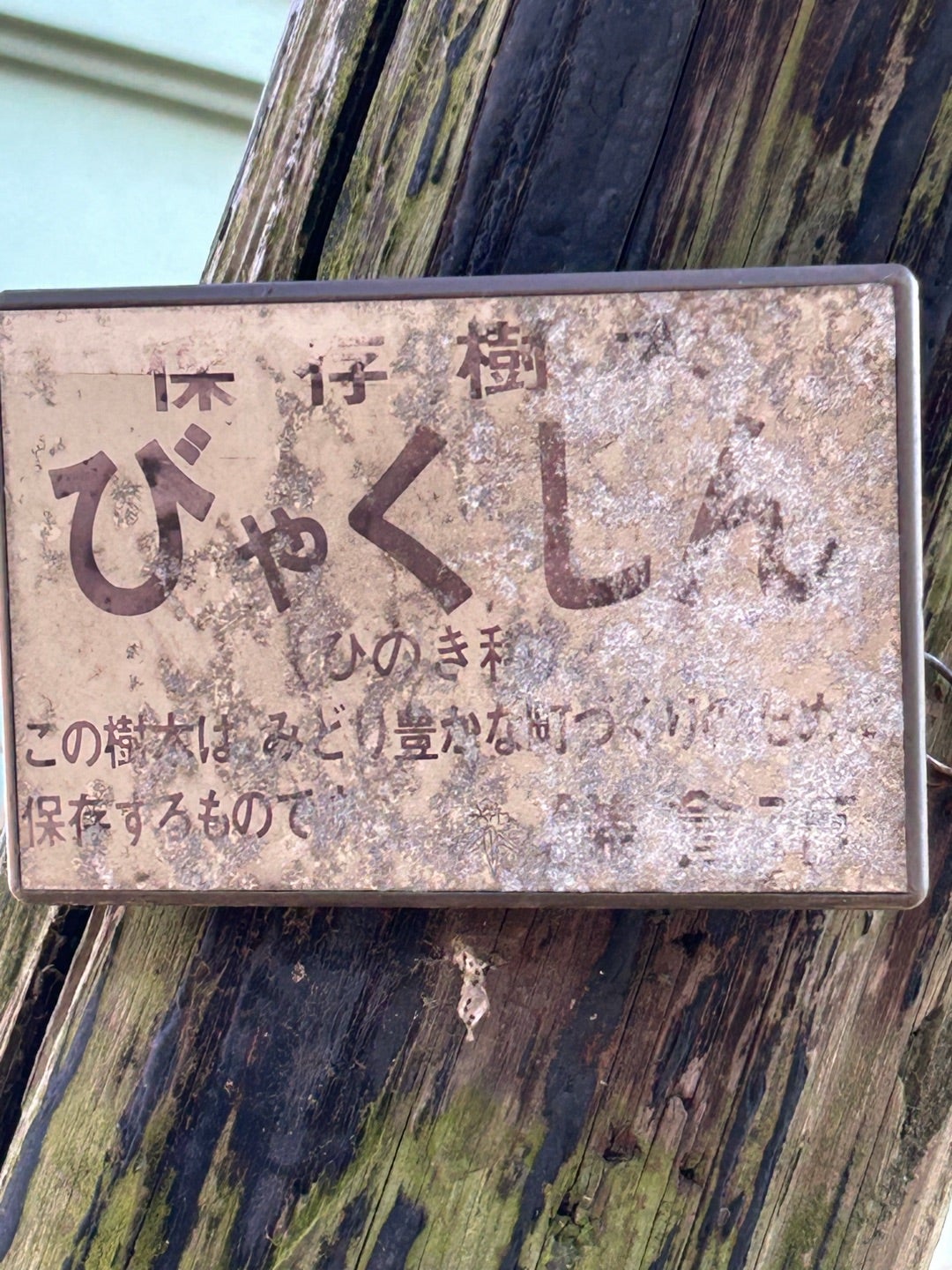 このびゃくしんは鎌倉市に保存されている