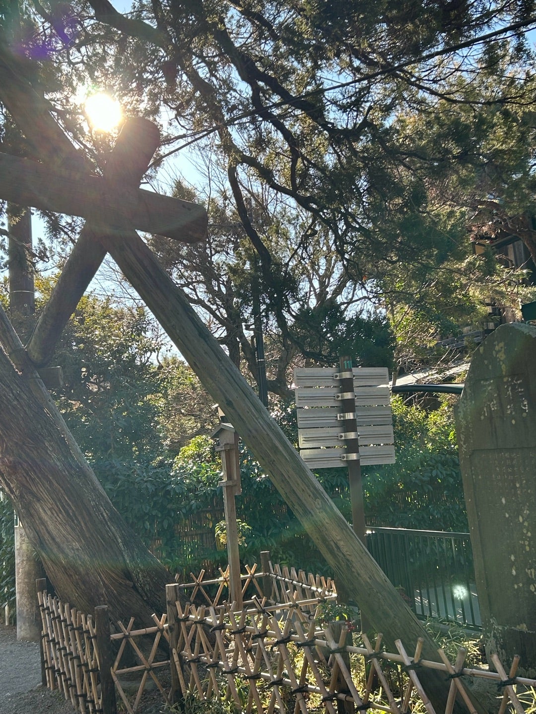 2本の古木と木漏れ日が美しい